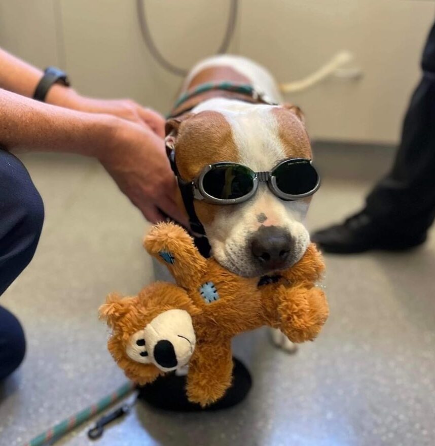 Doyalson Animal Hospital Laser Therapy Dog Visit