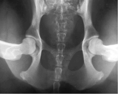 PennHIP Screening Compression View