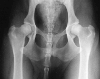 PennHIP Screening Hip-Extended View