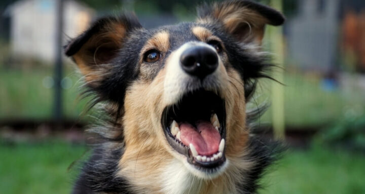Doyalson Animal Hospital | Happy Dog with Mouth Open