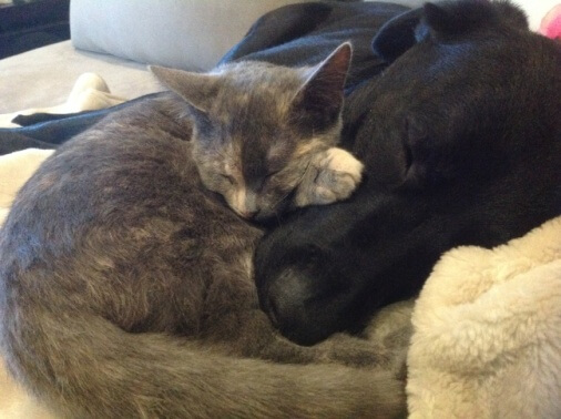 Doyalson Animal Hospital | Cat & Dog Cuddling While Sleeping