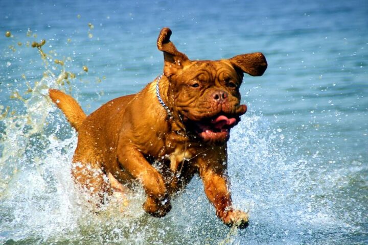 Doyalson Animal Hospital | Dog Running Through Ocean Waves
