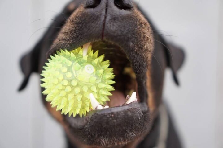 Doyalson Animal Hospital | Dog with Ball Close Up