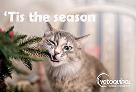 ​It’s the most wonderful time of the year…but for our cats it can sometimes feel like the most stressful time of the year