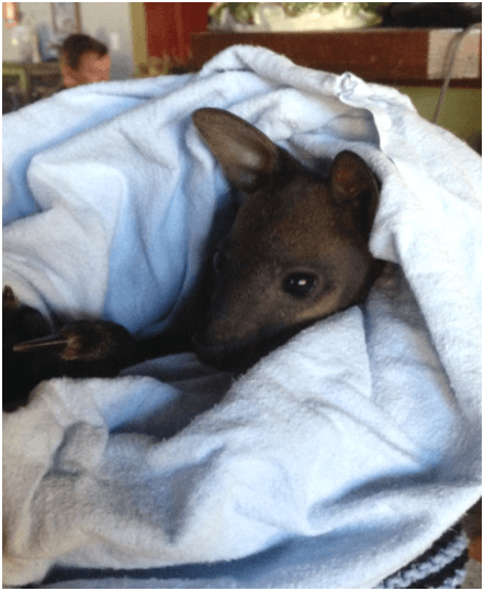 Doyalson Animal Hospital | Kangaroo Joey wrapped in blanket