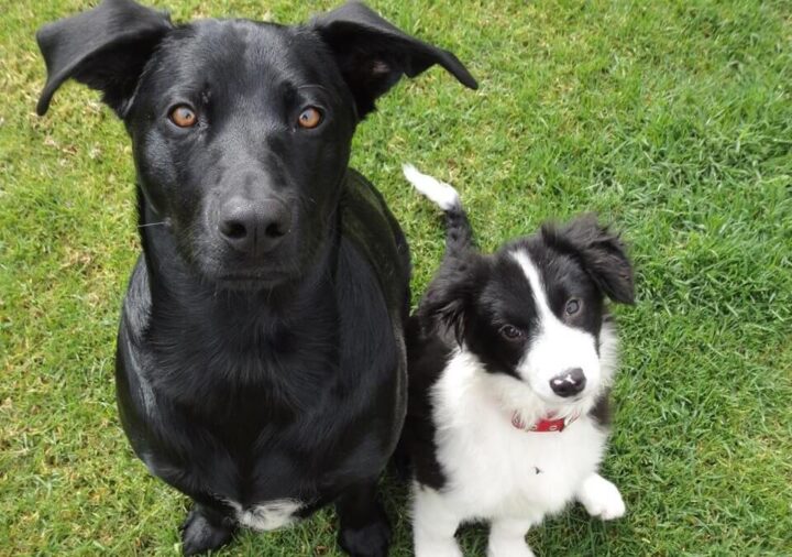 Doyalson Animal Hospital | Two Dogs Outdoors