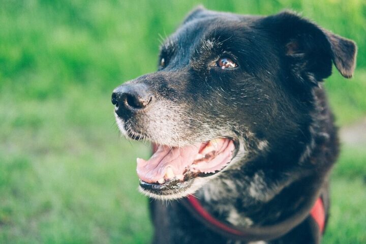 Doyalson Animal Hospital | Senior Dog | Arthritis