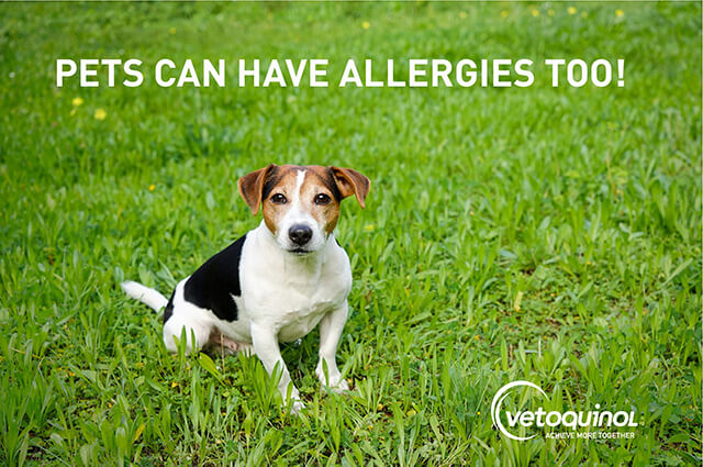 Pets Can Have Allergies Too!