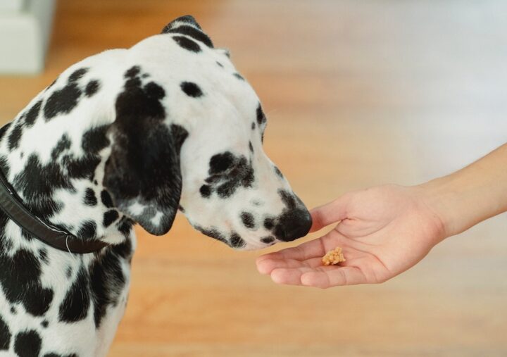 Doyalson Animal Hospital | Dalmation Dog Getting A Treat