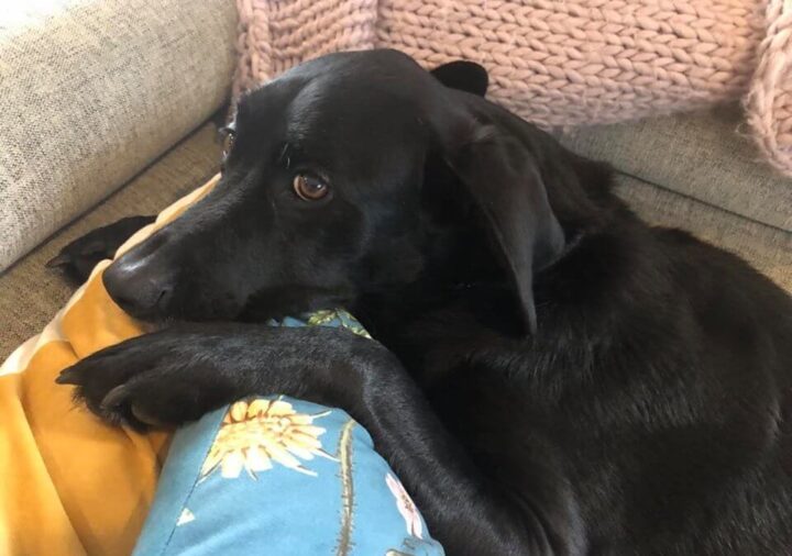 Doyalson Animal Hospital | Dog Laying on Couch Pillow