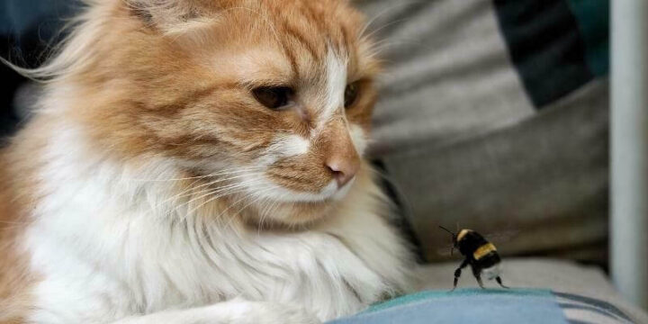 Doyalson Animal Hospital | Cat and Bee