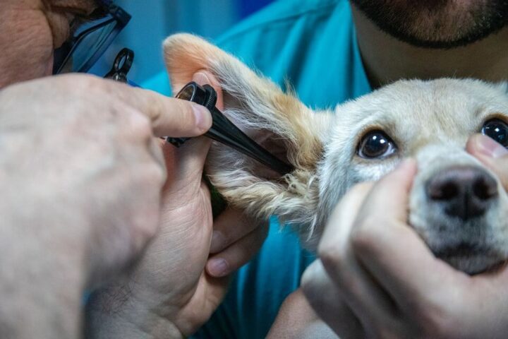Doyalson Animal Hospital | Dog Ear Examination