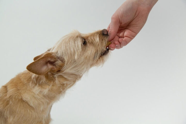 Doyalson Animal Hospital | Dog Eating Treat
