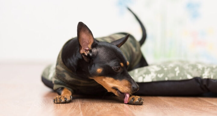 Doyalson Animal Hospital | Dog in Pyjamas Licking Paw