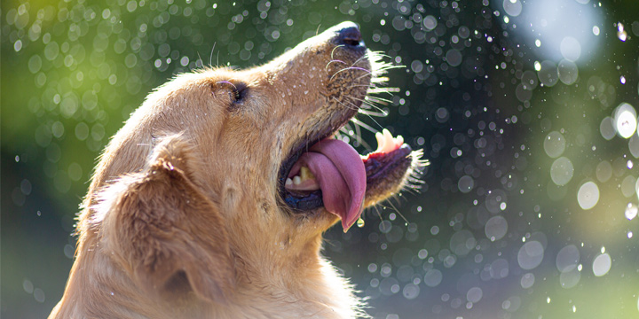 Safely Hydrating Your Hound