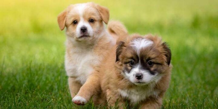 Doyalson Animal Hospital | Puppies Running in Grass