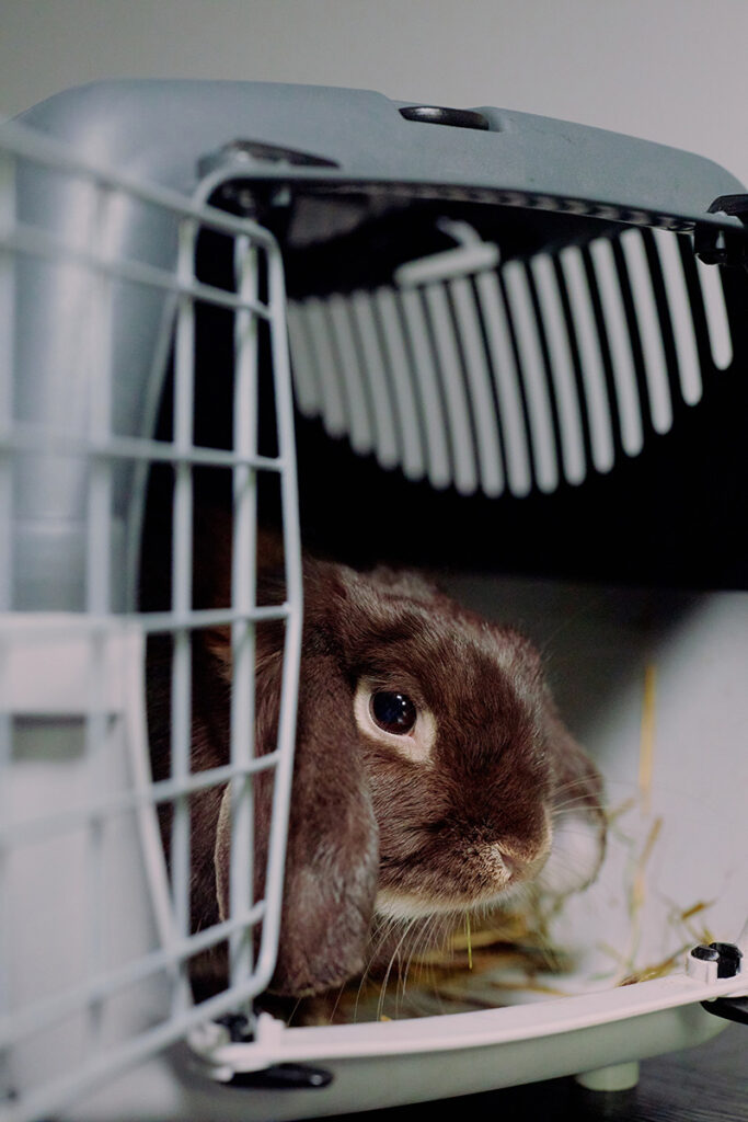 Doyalson Animal Hospital | Rabbit in Travel Carrier