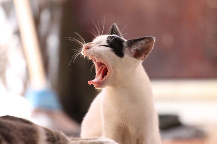 Doyalson Animal Hospital | Cat Open Mouth