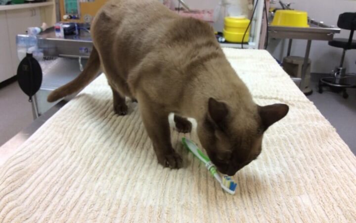 Doyalson Animal Hospital | Client Merlin With Toothbrush