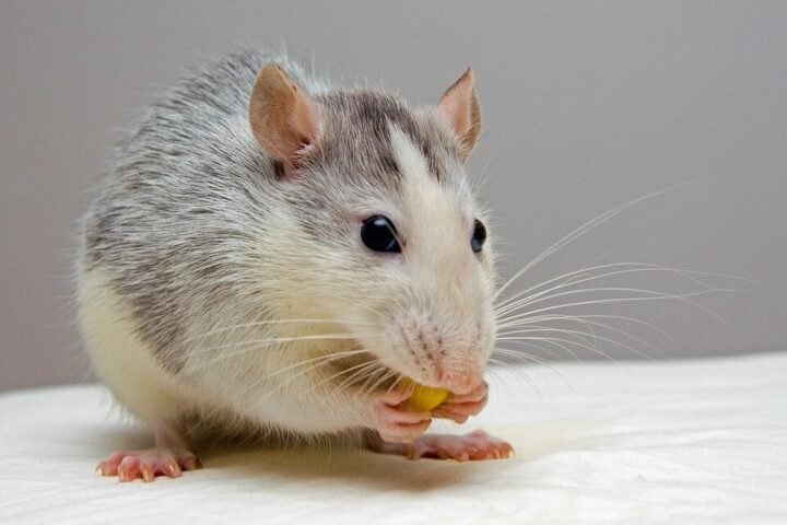 Doyalson Animal Hospital | Rat Eating