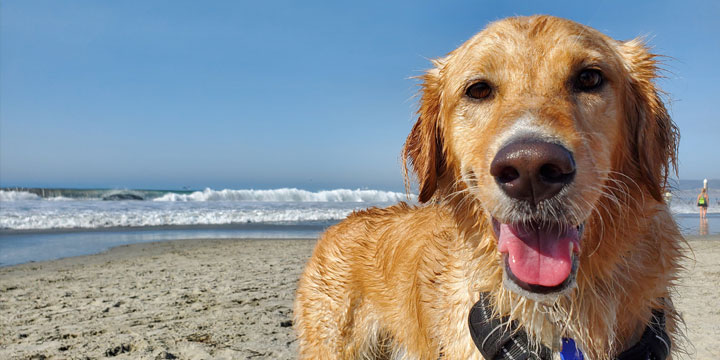 Keeping Your Pet Safe From Sun Damage
