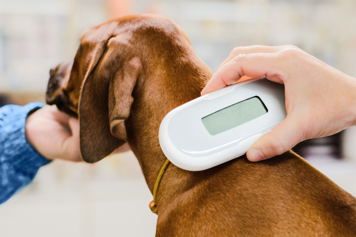 Why is Microchipping Your Pet Important?