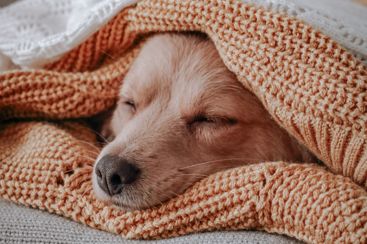 dog snuggled up in blankets