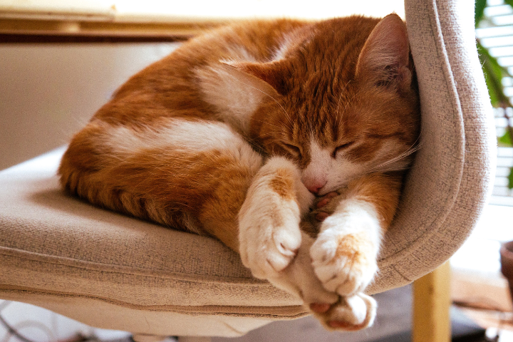 Cute cat sleeping on a chair