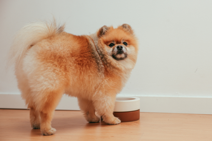 fluffy dog standing in front of dog bowl.