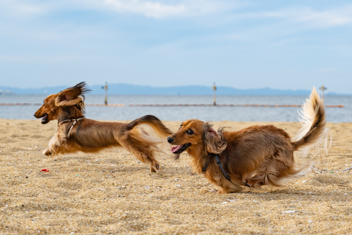 2 happy dogs running