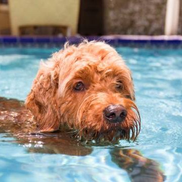 While swimming can be an excellent form of exercise and a refreshing activity for pets, it's crucial to prioritise safety to ensure their well-being.