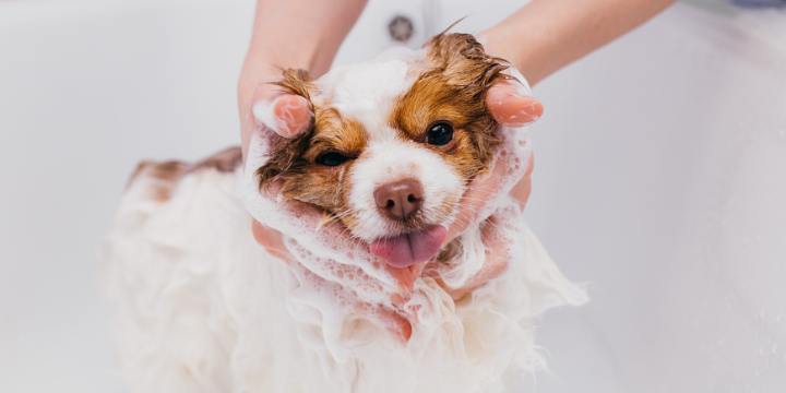 Pet grooming is more than just a spa day for your furry friends; it's a holistic practice that contributes significantly to their overall well-being. In this blog post, we'll delve into the various benefits of regular pet grooming.