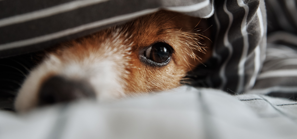 How to Ease Thunderstorm Anxiety in Dogs 