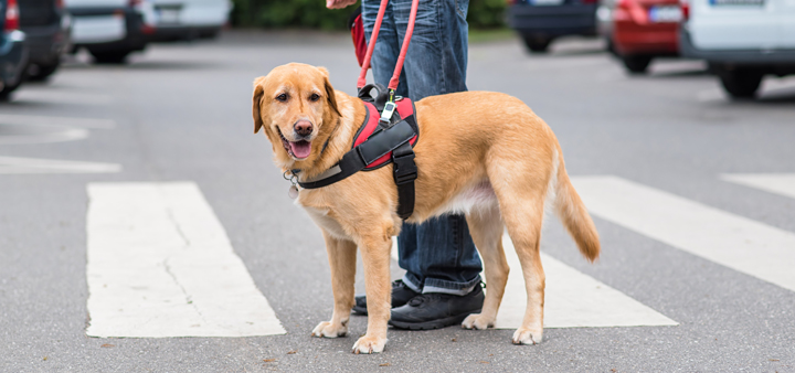 Five Essential Tips for Supporting Guide Dog Handlers